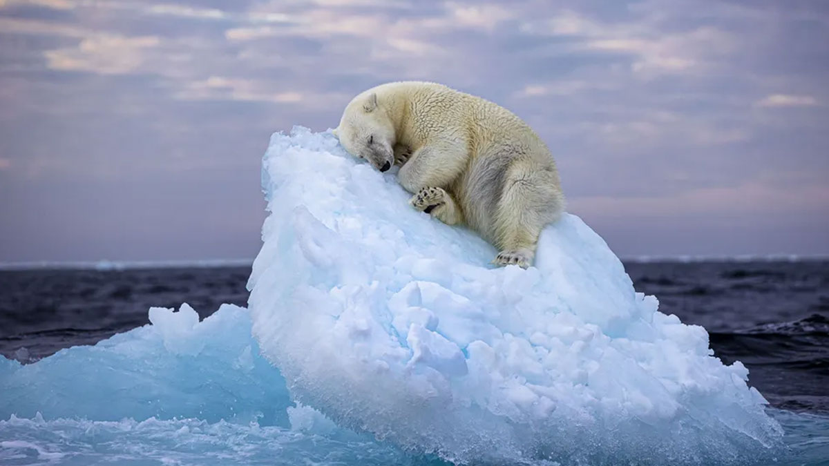 'Yılın Yaban Hayatı Fotoğrafçısı' ödülünün sahibi belli oldu