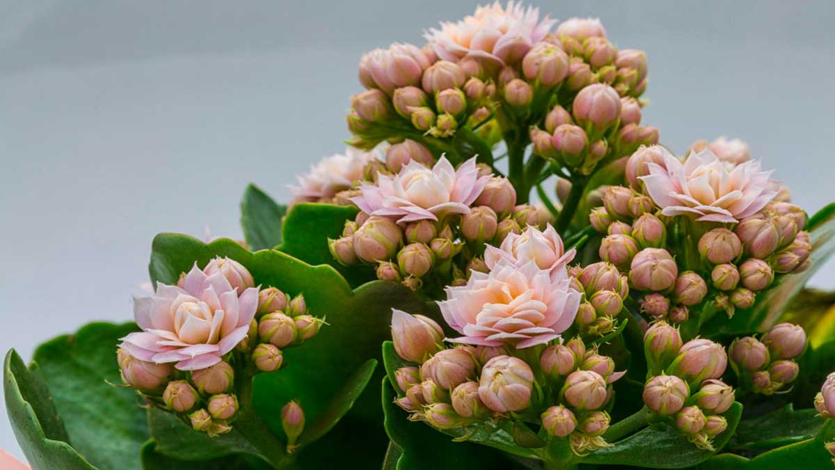 Hasta olan evine bunu alsın! Kalanchoe çiçeğinin faydaları saymakla bitmiyor... İşte evde Kalanchoe bakımı