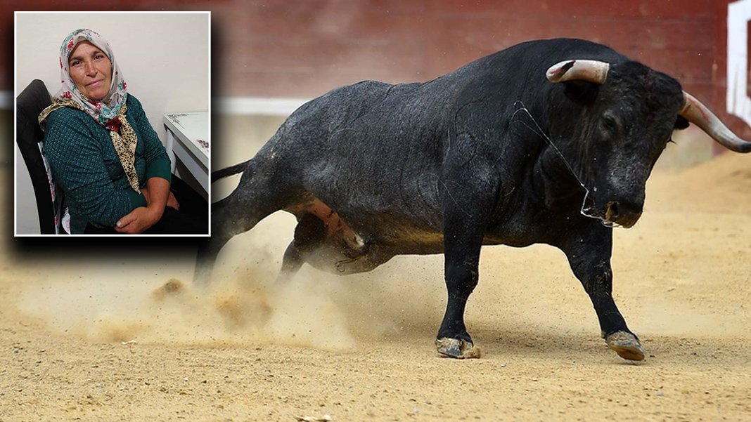 Ordu'da feci olay: Boğa sahibini boynuzlarıyla öldürdü