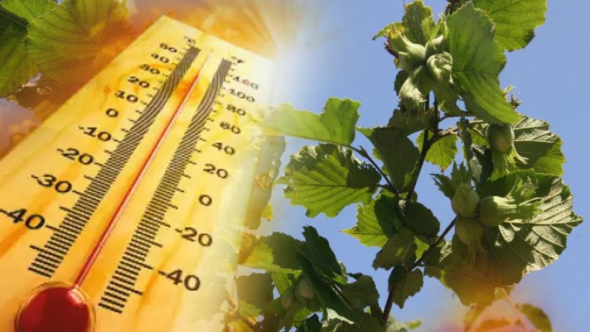 Böyle giderse yok yılına girecek! Karadeniz'in gözbebeğinde büyük tehlike: Bu sene hasret kalabiliriz