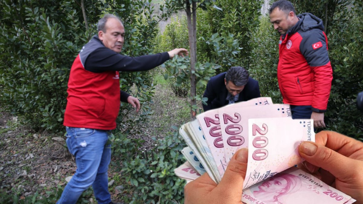 Hibe olarak dağıtıldı, şimdi gelir elde ediyorlar! İlaç ve kozmetik sektöründe kullanılıyor