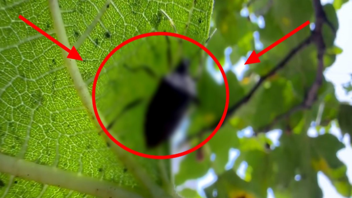 O ilimizde tehlike! Yeniden ortaya çıktı: Bir çok ürüne ciddi zarar veriyor