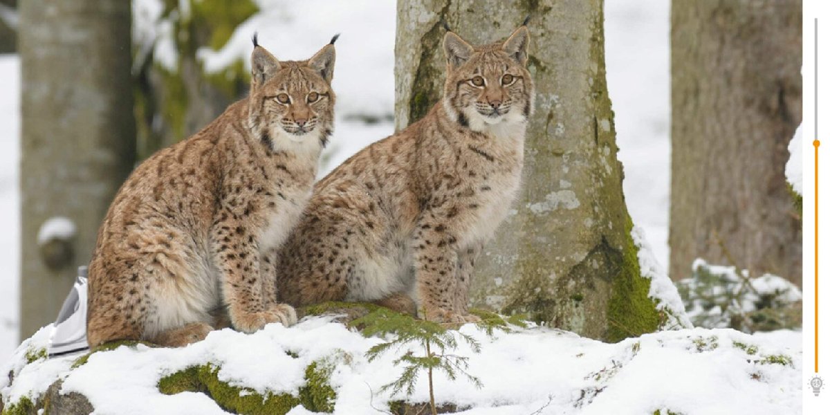 Bu resimde saklı olan ütüyü 20 saniyeden kısa sürede bulun! Hemen bulanların IQ' sü Einstein 'la yarışıyor...