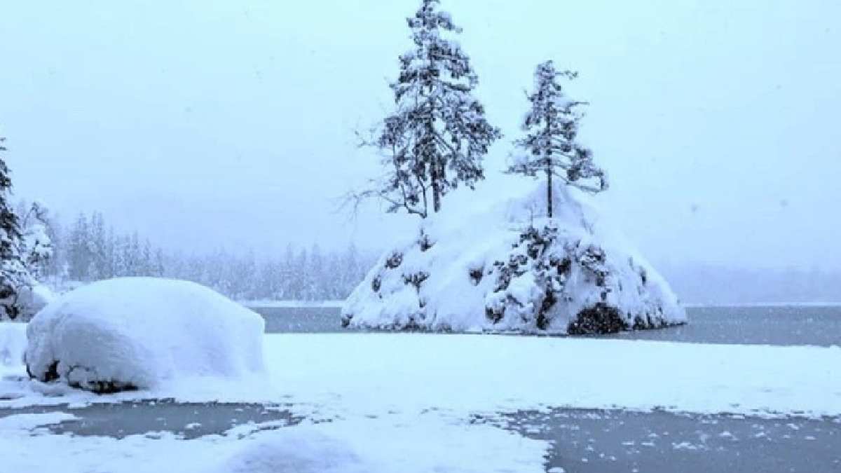 İnsanların yalnızca %3 fark ediyor! Cevabına bakan bile kutup ayısını bulamıyor! Sadece en zekiler fark edebiliyor