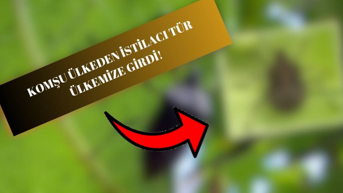 Komşu ülkeden bize doğru geldi! Çiftçileri zor günler bekliyor... O istilacı türe karşı derhal uyarı yayınlandı