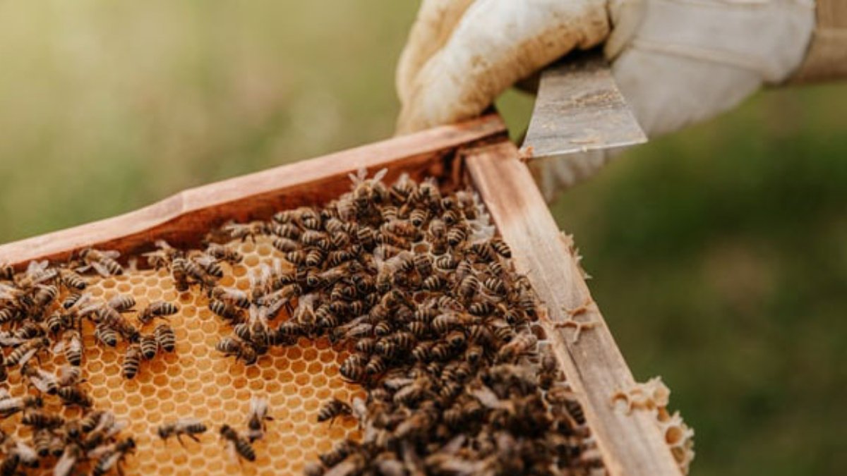 Arıcılık desteği başvurusu nasıl yapılır?