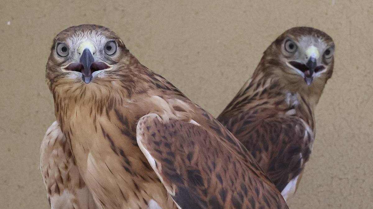 Yırtıcı kuş türleri nelerdir?