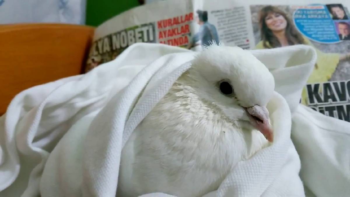 Üşüyen kuş nasıl ısıtılır?