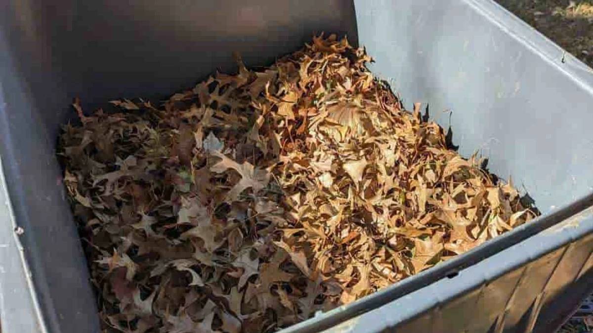 Yaprakların arasına gizlenmiş küçük bir yaramaz! Sadece dikkatliler 6 saniyede görebiliyor: Peki siz kaç saniyede göreceksiniz?