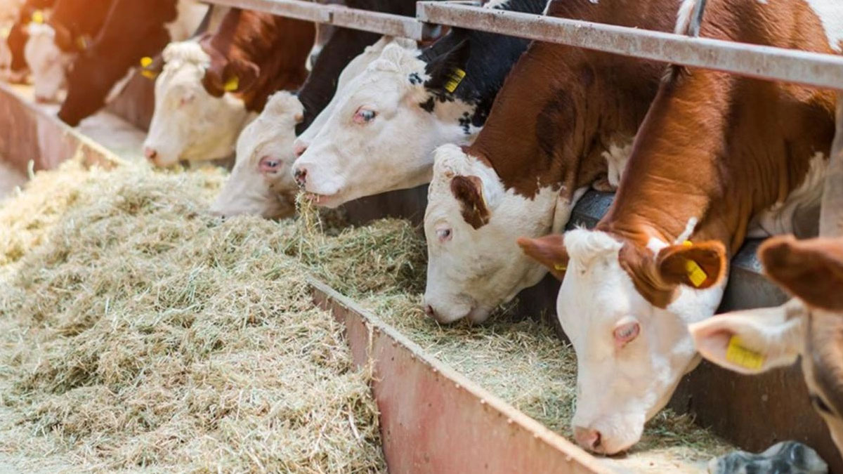 Et fiyatları fırlarken hayvan sayısı alarm veriyor: Büyükbaş ve küçükbaş hayvan sayısında ürküten düşüş