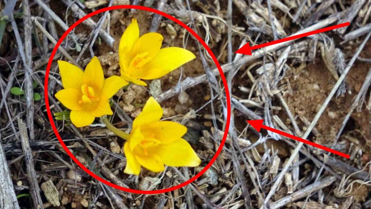 Bahar kendini erken gösterdi! Çiçekler şimdiden açmaya başladı: O ilde vatandaşlar hayrete düştü