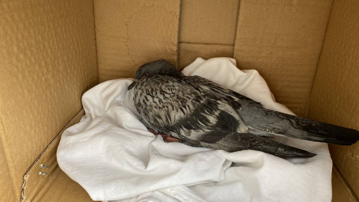 Uçamayan kuşlar ne yer?