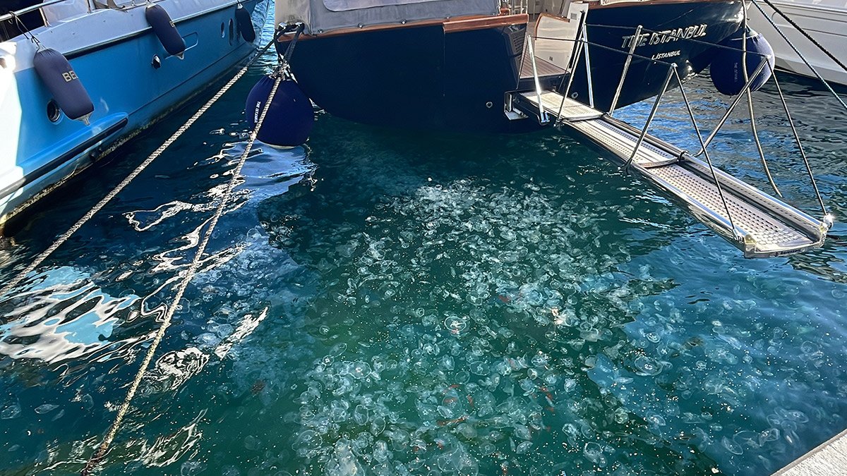 İstanbul'da endişelendiren görüntü: Binlerce denizanası kıyıya vurdu