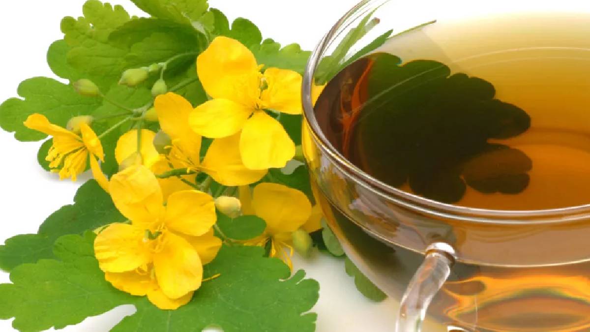 Tarlada bahçede gören toplamadan geçmesin! Bitkilerin profesörü kırlangıç otunun bilinmeyen faydalarını anlattı