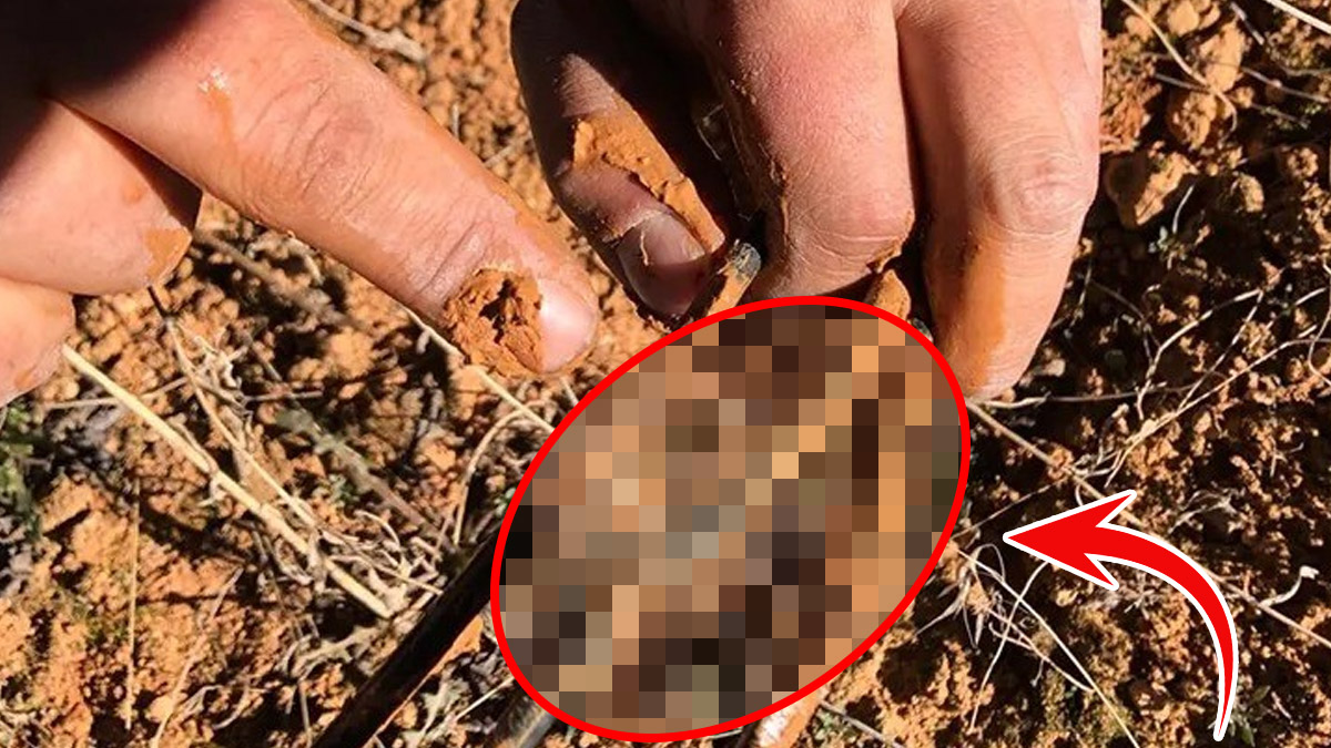 Ne ayılar ne yılanlar... Kış uykusuna yatmayan o hayvanlar tehlike saçıyor! Tarlaları basıp güneş panellerini kemirdiler