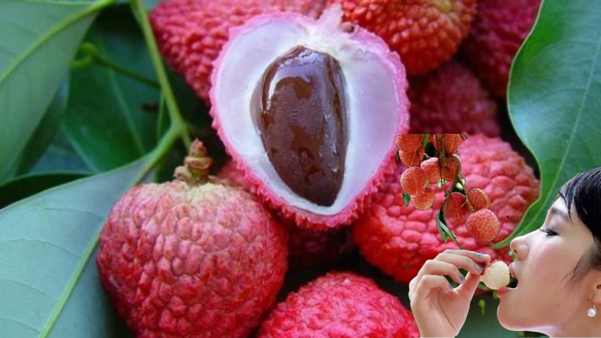 Kralların meyvesi Türkiye’de sadece bir ilde yetişiyor! Portakalı 20’ye katlıyor: Şifasını tüm dünya biliyor