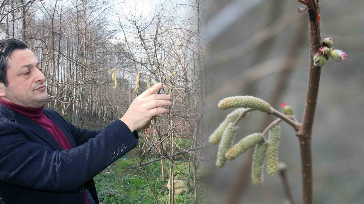 Kışın ortasında yalancı bahara aldandı: Fındık risk altında