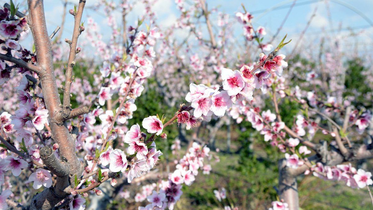 Ağaçlar yalancı bahara aldandı: Üreticileri korkutan görüntü