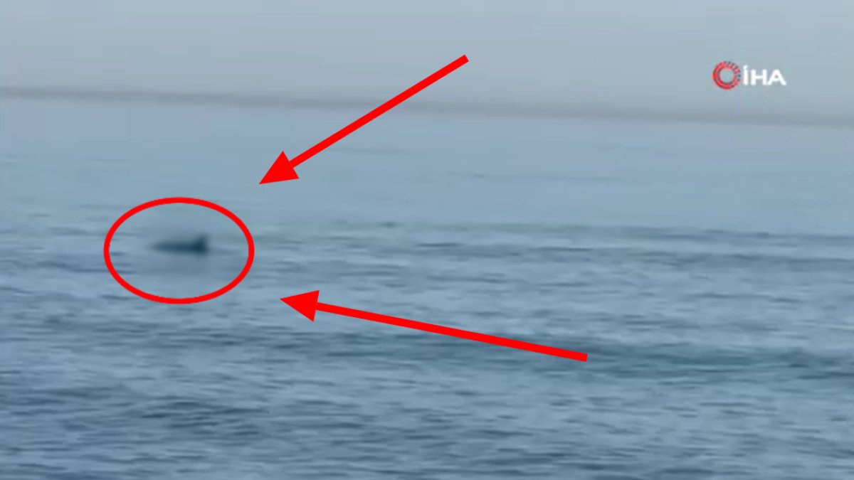 Sahilde yürüyüş yapan vatandaş fark etti! Denizde o canlıları gördü, kayda aldı