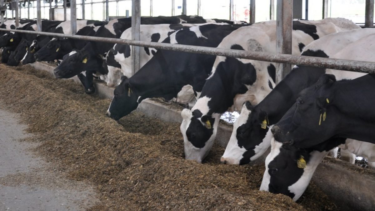 Türkiye'de hayvancılık resmen bitiyor! TÜİK açıkladığı verilerle korkuttu: Böyle giderse et ve süt fiyatları daha da uçacak