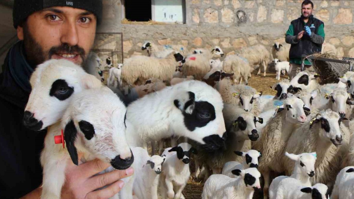 Kış güneşi 'süt kuzularına' vurdu: Kuzu doğumlarında üçüzler arttı