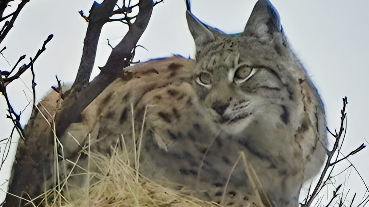 Kırmızı listedeki vaşak Türkiye'de fotoğraflandı