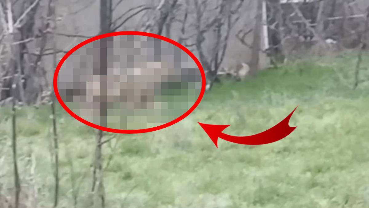 Karadeniz’den sonra İç Anadolu’da da başladı! Sabahın ilk ışıklarında ilçeye indi: Bahçesinde gören kadın şaştı kaldı