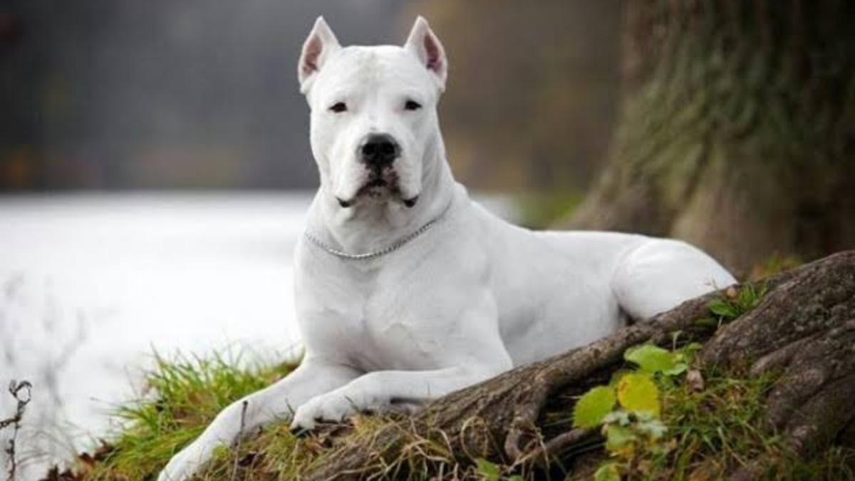 En tehlikeli köpek cinsi nedir?