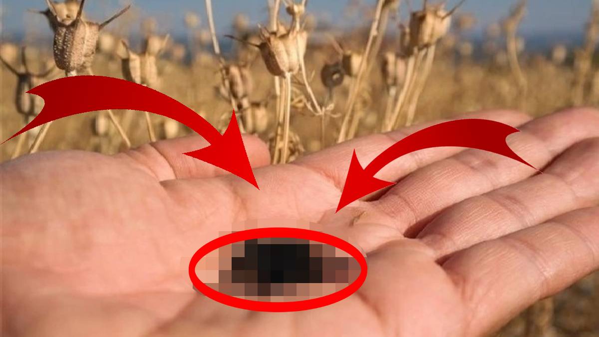 Herkes ona bu dönemin İbn-i Sina'sı diyor! Bitki profesörü Aysun Bay tavsiye etti: O tohumun bir kaşığı kırk ilaca bedel