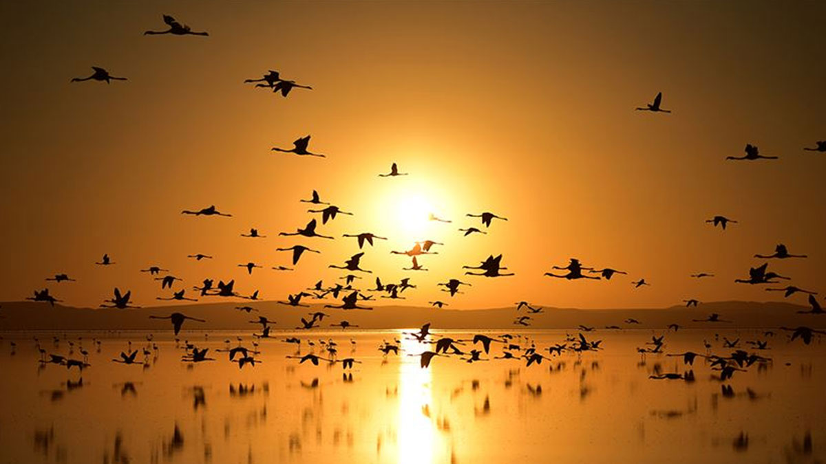 BM raporu ortaya koydu: Göçmen türlerin yarısının popülasyonu azaldı