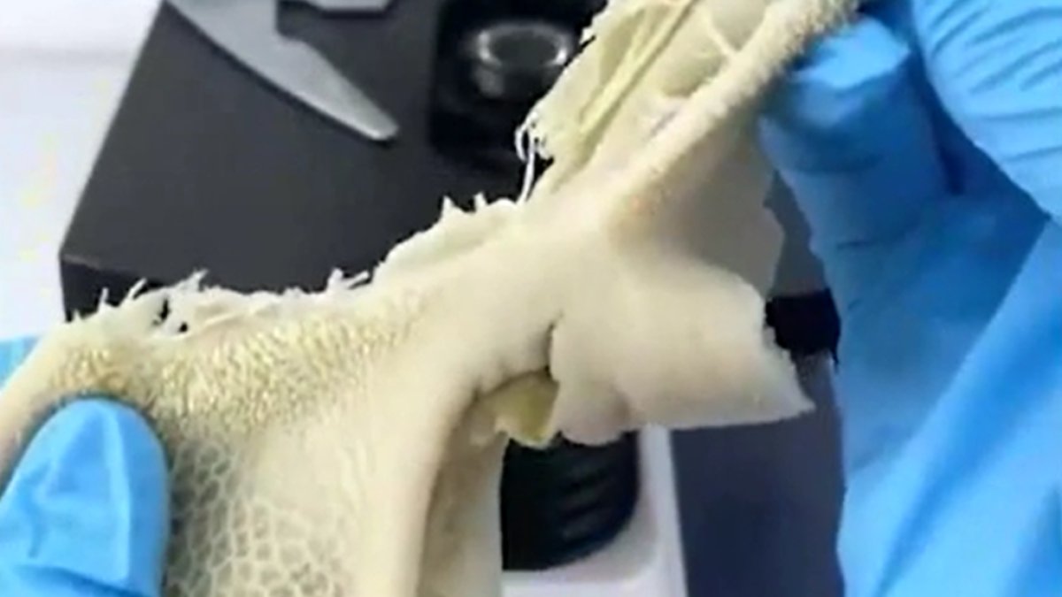 Kuzu işkembesindeki bakteri miktarı şaşırttı!