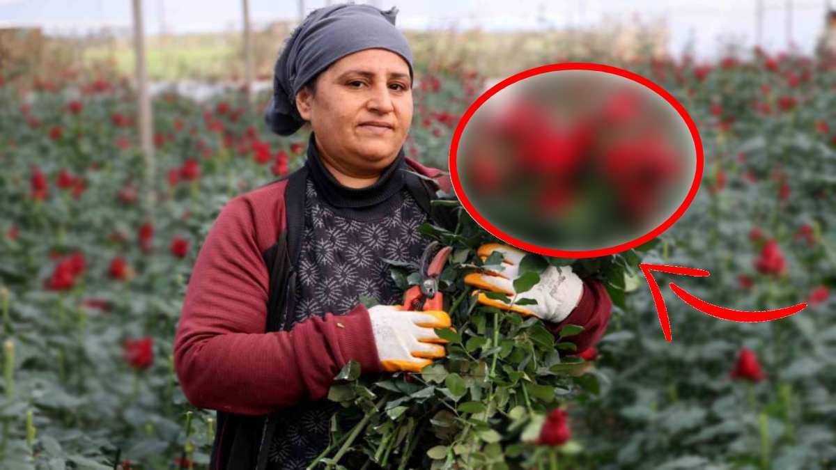 Malum gün geldi çattı herkes döne döne aramaya başladı! Dalında 25 TL şehirde 150 TL! Yurt dışı talebi patladı gitti