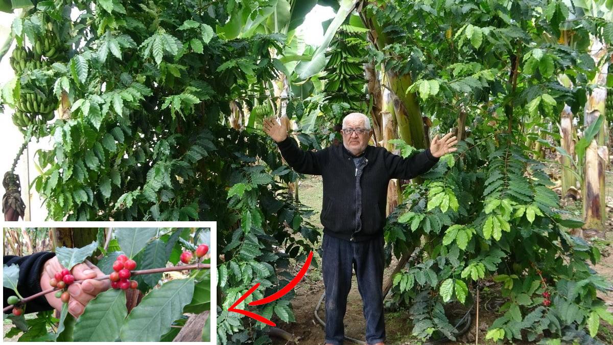 40 yıllık hatır meselesi! Türk kahvesinin yerlisi Mersin’den geliyor: 70’lik üretici Brezilya’dan getirdi 3 yılda verime ulaştı