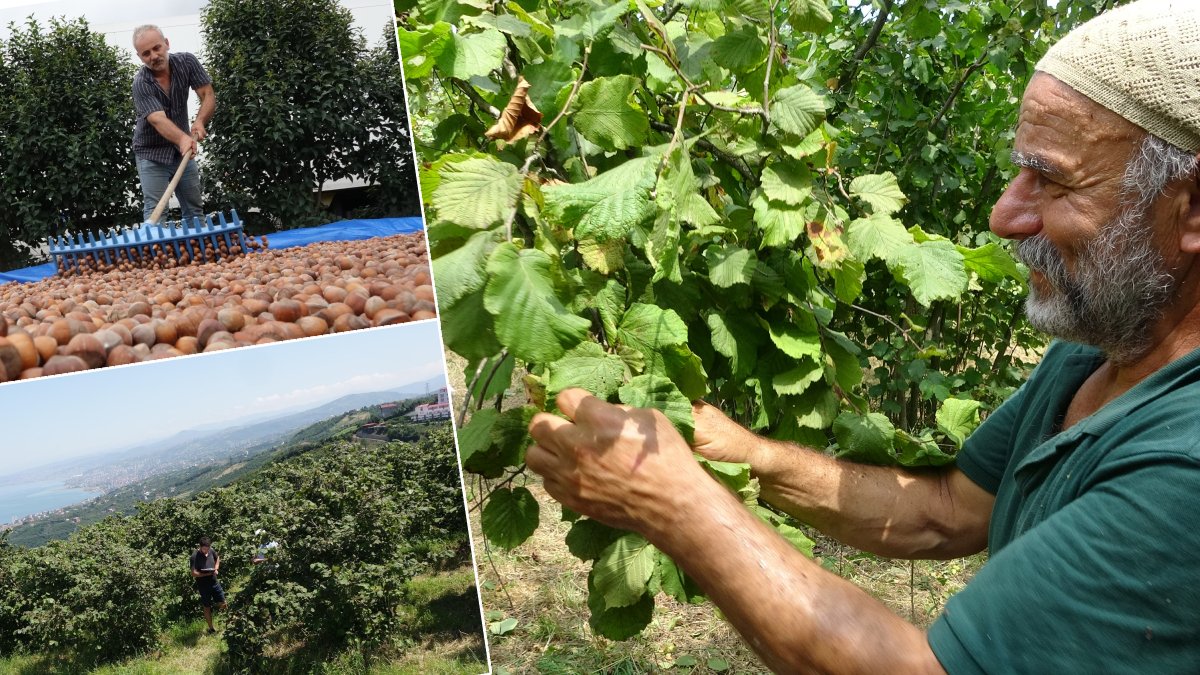 Mirasla parçalanıyor: Z kuşağı fındık bahçelerine ilgisiz