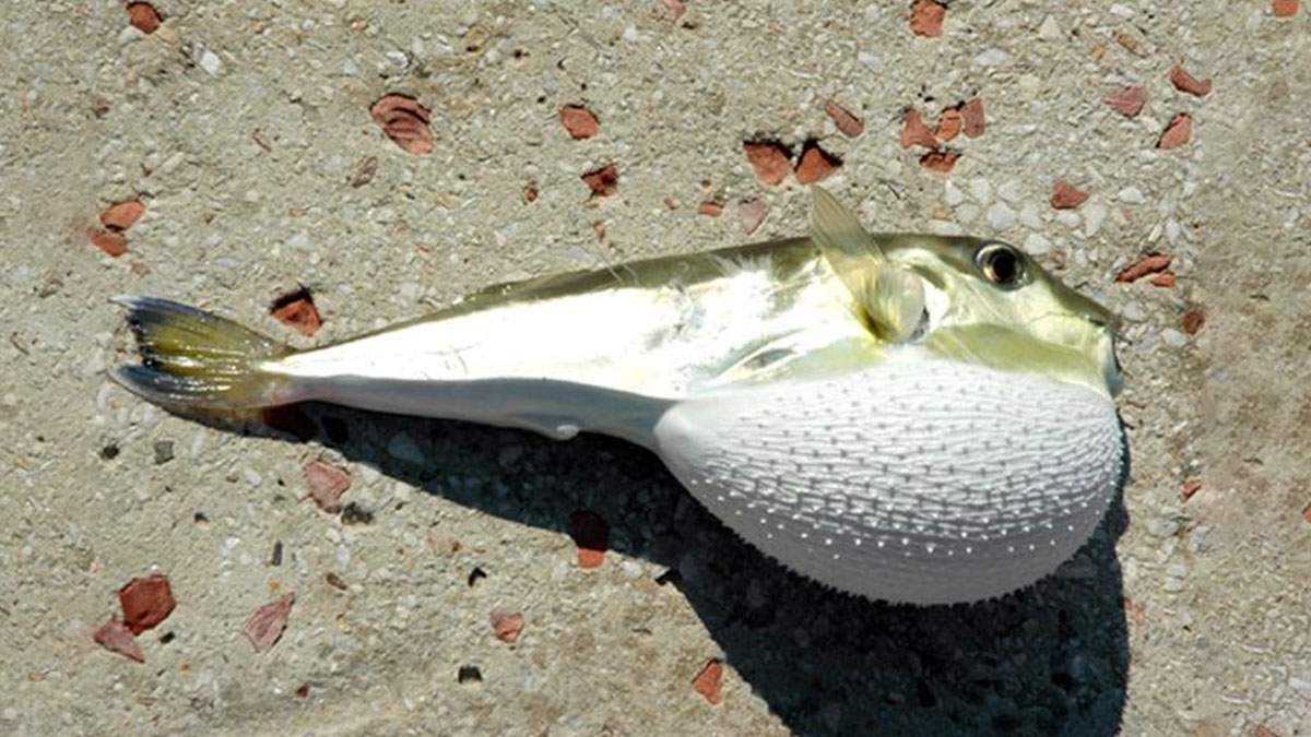 Uzmanlardan balık tüketimi uyarısı: Bilmediğinizi yemeyin