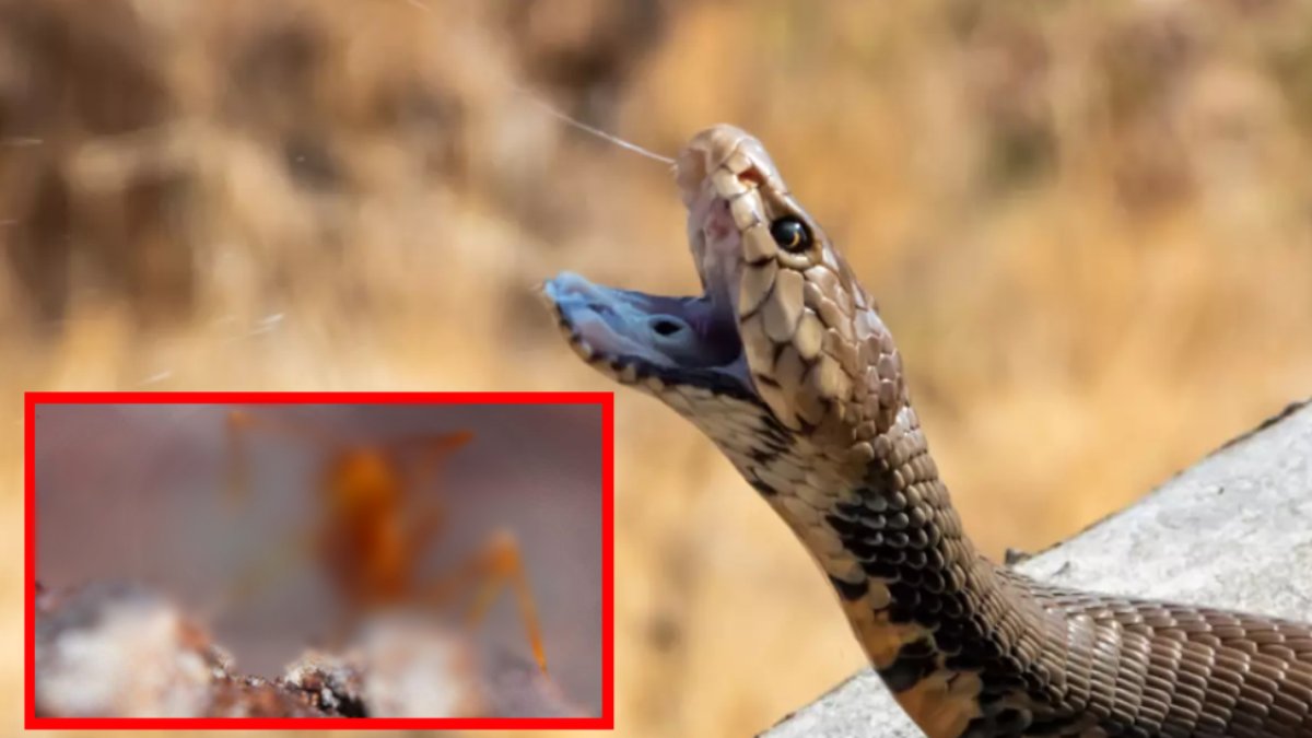 Zararsız görünüyor ama sokması yılandan beter! Tarla ve bahçeleri kurak çöle çeviriyor: Tehlikeli tür o ülkeyi istila etti