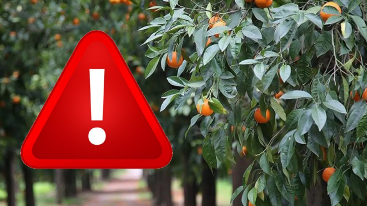 Üreticiler için tehlike sirenleri çalıyor! Kıbrıs'tan felaket ülkemize geldi. Acil karantina çağrısı: Ülkeye sokmayın