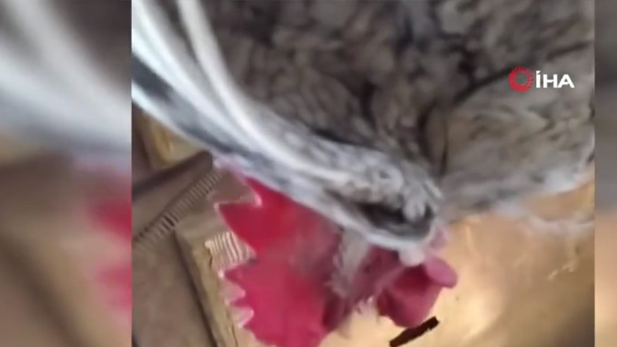 'Anne' diye bağıran horoz şoke etti