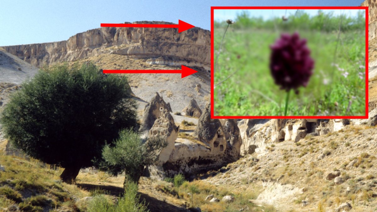 Dünyanın dağ tepe aradığı bitki Nevşehir'den çıktı! Gençlik bitkisinin faydaları Türkiye'ye bilet aldırır: O hastalıklara şifa