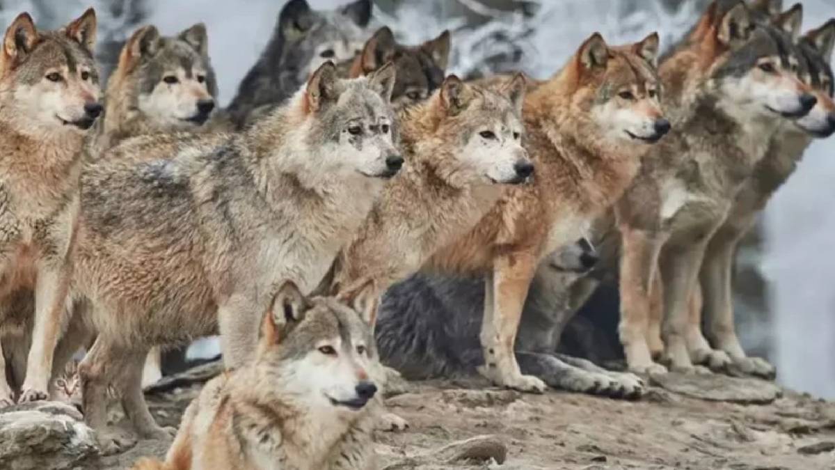 Kurtların arasına kendini gizleyen dahi bir kedi! Onu 10 saniyede fark edenler ise daha dahi…