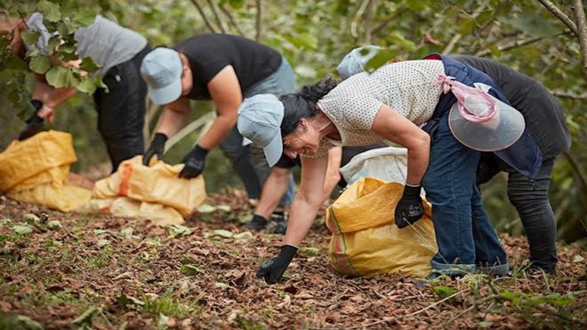 İşini gücünü bırakan bu tohumun peşine düştü! Büyük paralar kazanıyorlar! Dağ, taş dinlemiyorlar