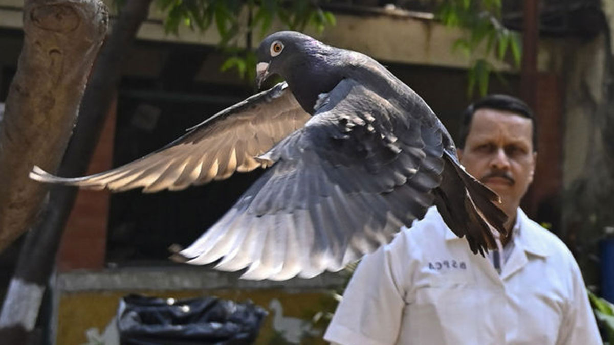 Şüpheli güvercinler 8 aydır tutukluydu: Karar verildi! Suç iddiasını duyanlar kulaklarına inanamadı