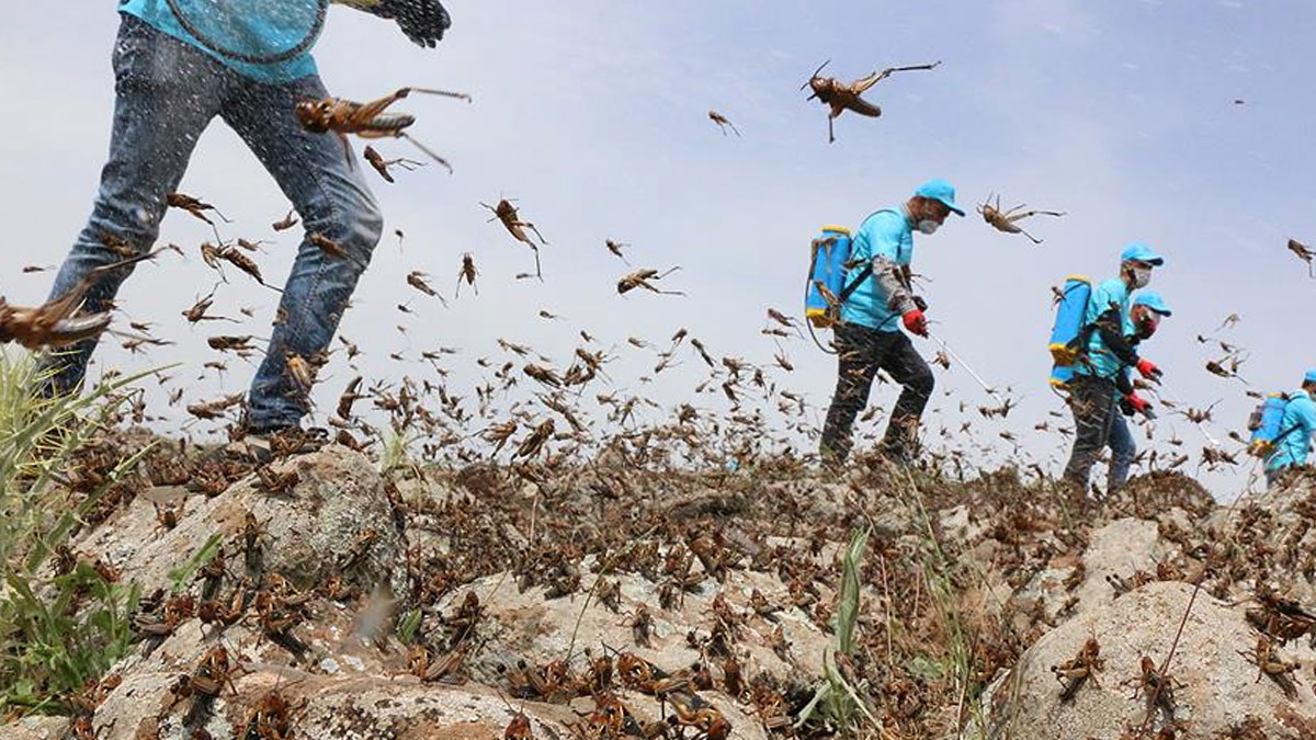 Tarımı bekleyen yeni tehlike: Çekirge istilasına hazır olun