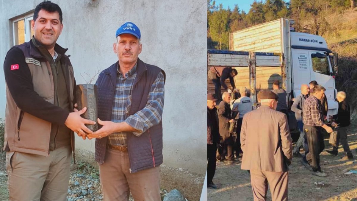 Bu köyde ücretsiz olarak dağıtıldı! Meyvesi büyük gelir sağlıyor
