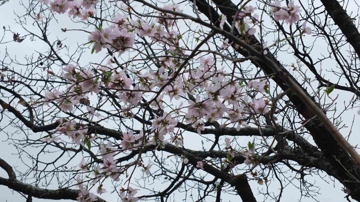 Havalar ısındı, kış bitmeden badem ağaçları çiçekler açtı! Bahar bu sene erken geldi