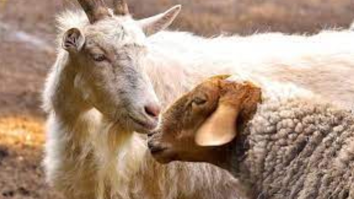 Keçi desteği başvurusu