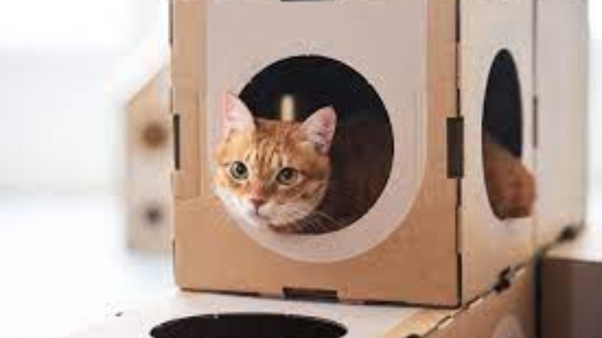 Kedi evi nasıl yapılır?