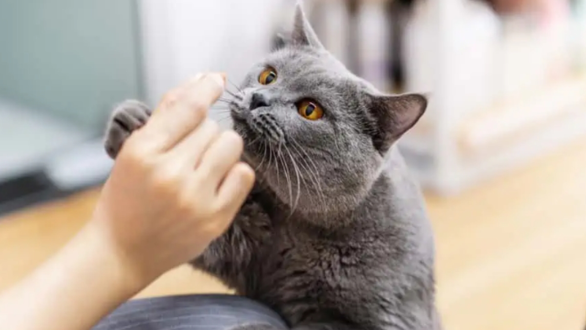 Kedi hangi kokuları sevmez?