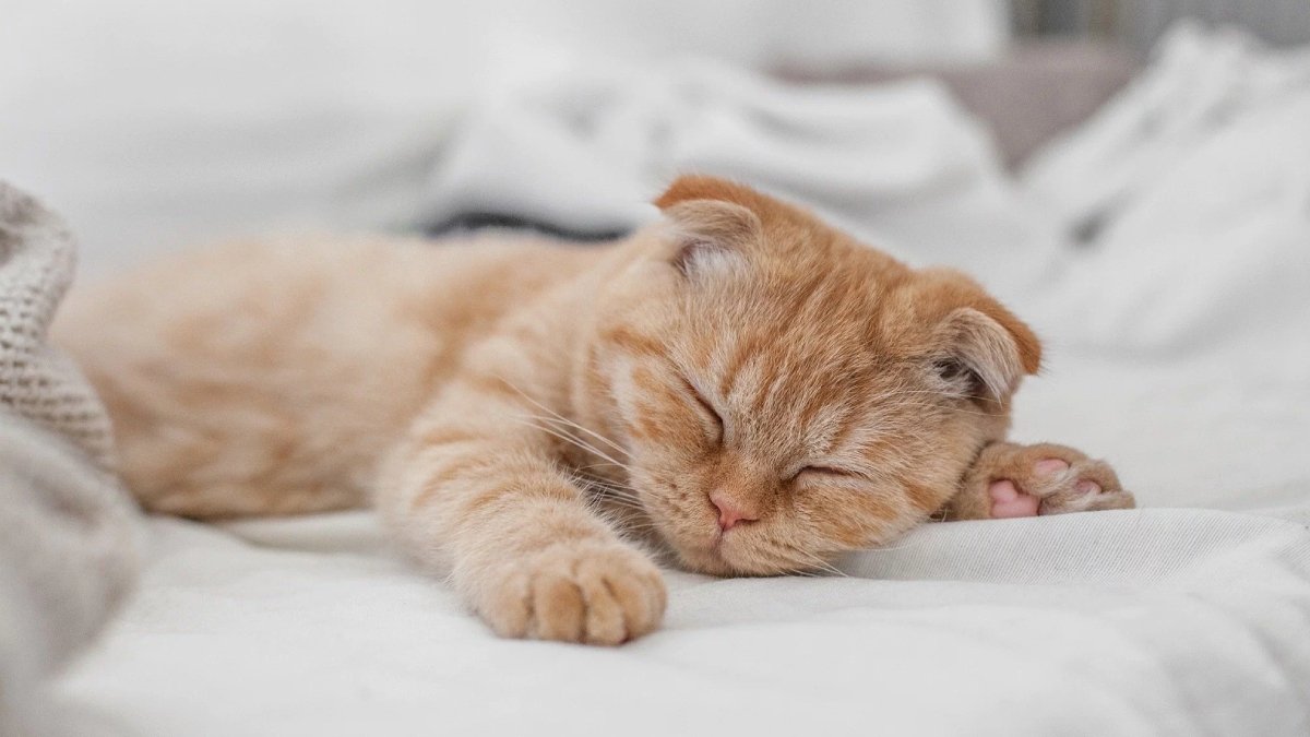 Kedi kaç saat uyur?