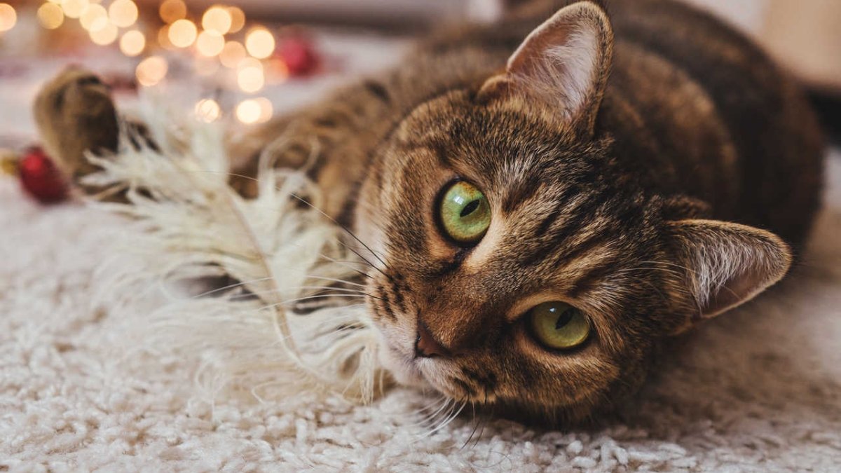 Kedi kısırlaştırma işlemi ve önemi, bilmeniz gerekenler